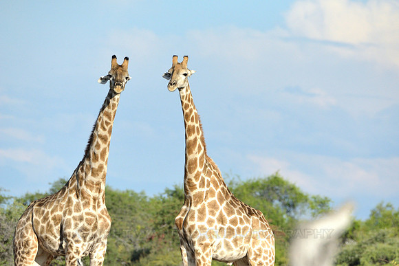 Giraffe