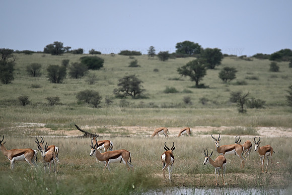 Springbok