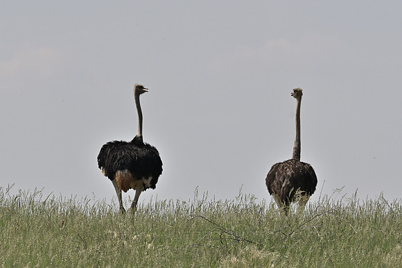 Ostrich