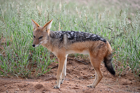 Black-backed jackal