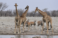 Giraffe and eland