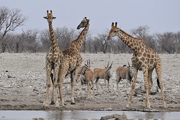 Giraffe and eland