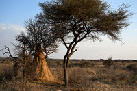 Leopard with antelope carcass
