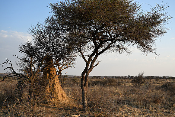 Leopard with antelope carcass