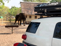 Elephant