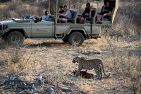 Leopards with kill, tourist in safari car