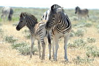Zebra mare and her foal