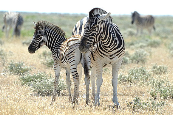 Zebra mare and her foal