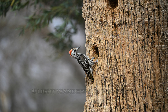 Cardinal woodpecker