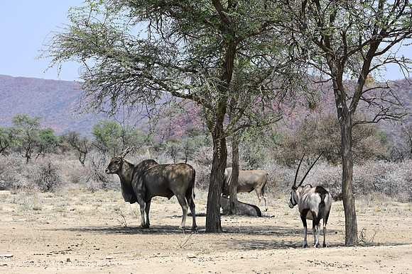 Eland and oryx