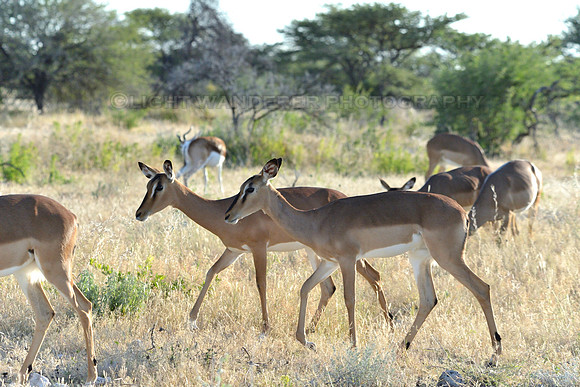 Black faced impala