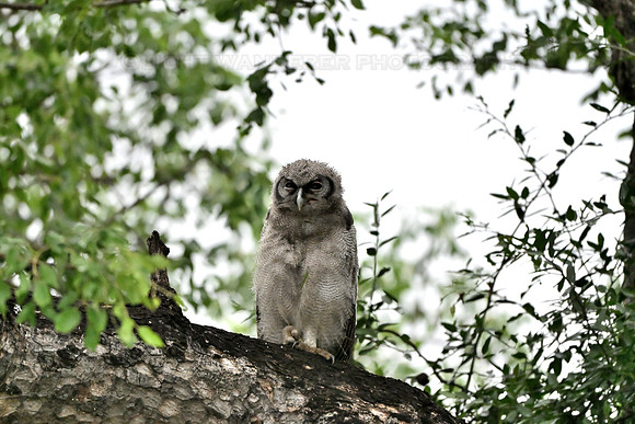Verreaux's eagle owl