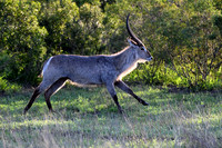Waterbuck