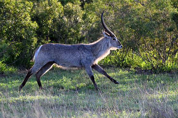 Waterbuck