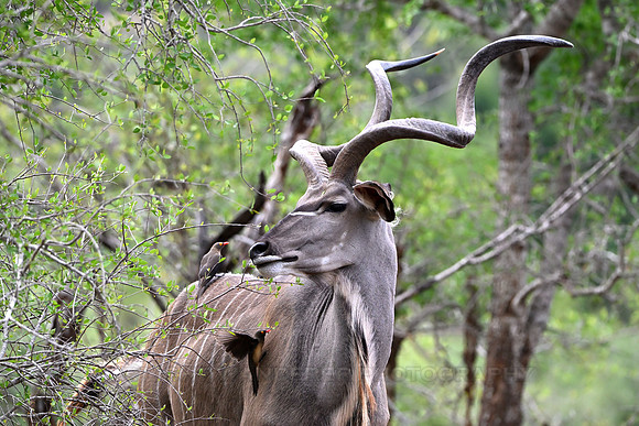 Kudu