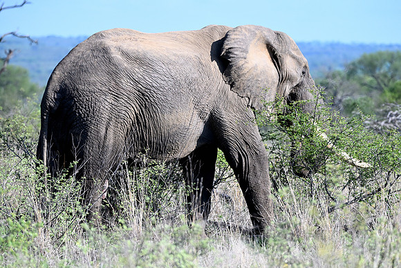 Elephant