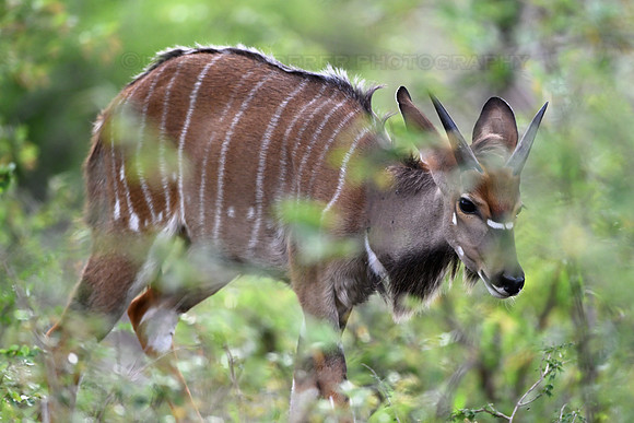 Nyala