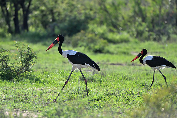 Saddle-billed storks