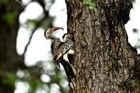 Red-billed hornbills