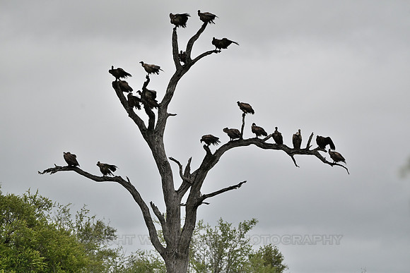 Vultures