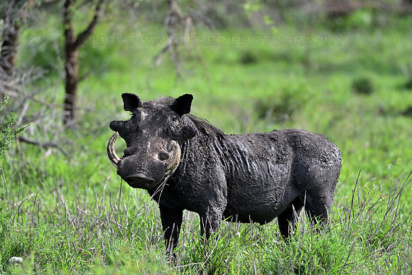 Warthog boar