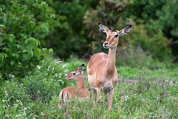 Impala with calf