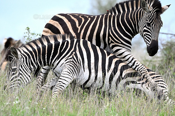 Zebras