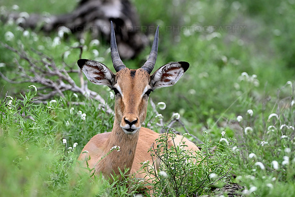Impala