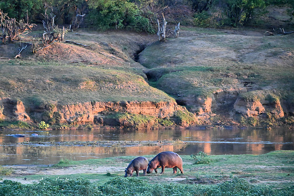 Hippos
