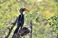 Southern yellow-billed hornbill
