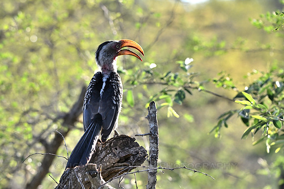 Southern yellow-billed hornbill