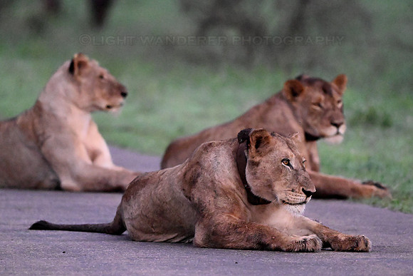 Female lions