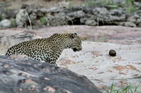 Female leopard