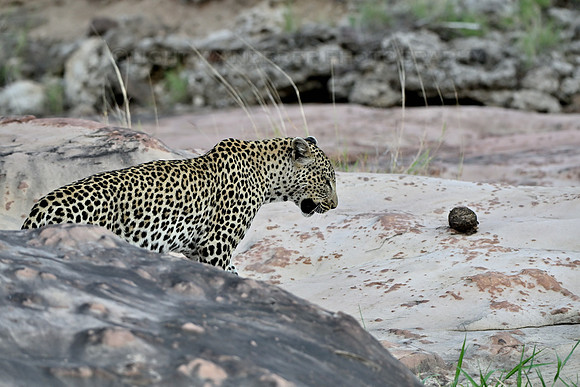 Female leopard