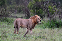 Kruger National Park, South Africa, Animals