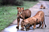 Female lions