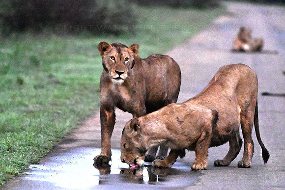 Female lions