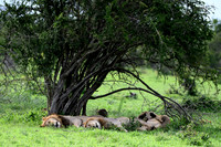 Three male lions