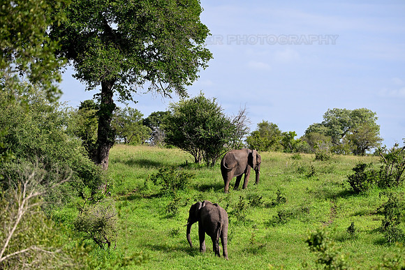 Elephants