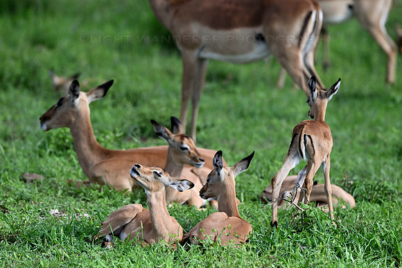 Impala calves