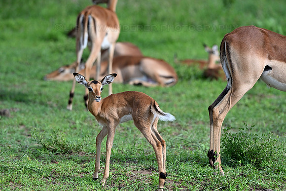 Impala calf