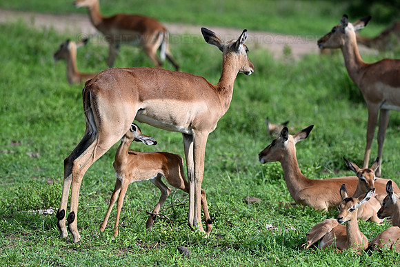 Impala lamb suckling