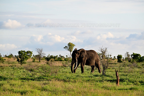 Male elephant