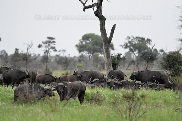 Buffalo