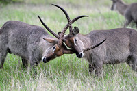 Male waterbuck in the battle