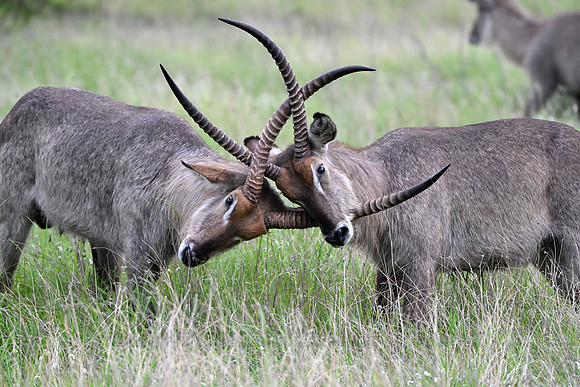 Male waterbuck in the battle