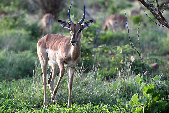 Impala ram