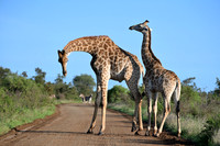 Giraffes