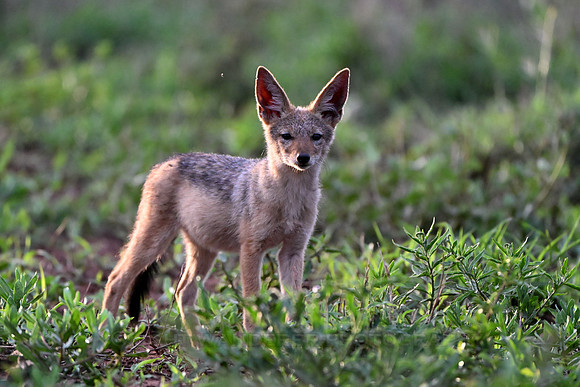 Black backed jackal pup