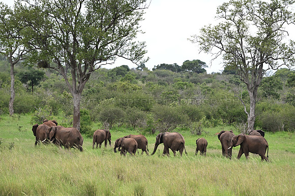 Group of elephants